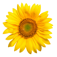 Αττική Κεφαλονιά Τρίκαλα Αμύνταιο Γρεβενά Ηράκλειο Κεφαλλονιά Μέγαρα Ορχομενός Σάμος Φιλιάτες